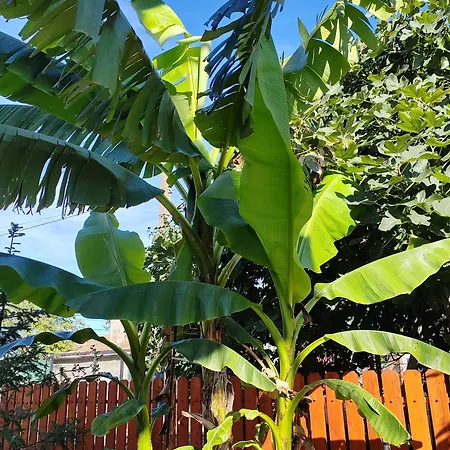 Casa Beyaz Pensiune 3*