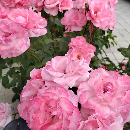 Casa Beyaz Pensjonat 3*